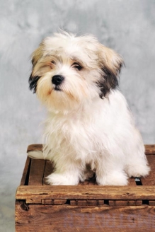 Free Stock Photo of Maltese dog sitting on wooden box Created by Merelize